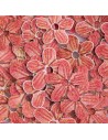 PAIETE 11 - FLORICELE