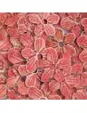 PAIETE 11 - FLORICELE